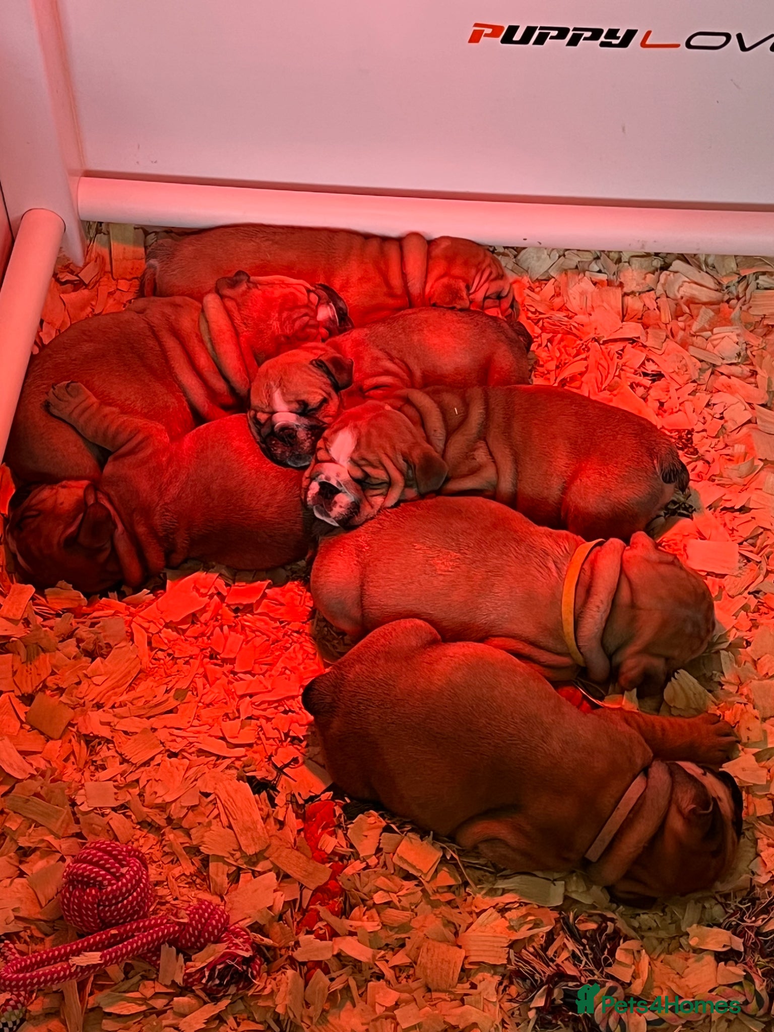English Bulldog dogs Ready to leave in 3 weeks  - Advert 1