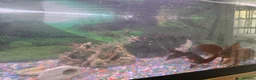 Goldfish fish for sale: 7 goldfish for sale 5 pound each - Advert 3