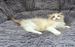 Ragdoll cats for sale: GCCF registered Ragdoll kittens  - Image 3