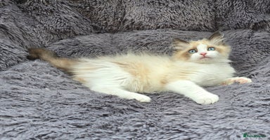 Ragdoll cats - Advert 4
