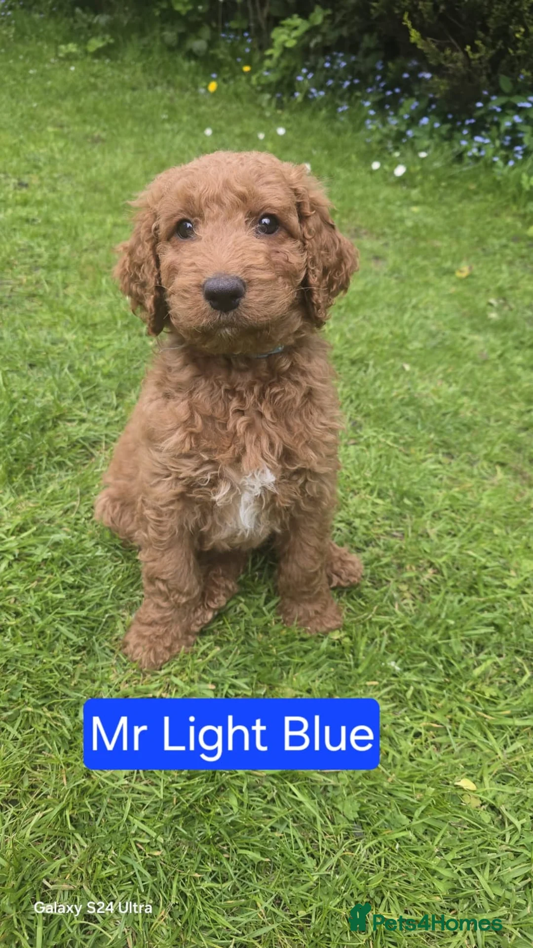 Mixed Breed dogs for sale: Australian Goldendoodle  - Advert 2