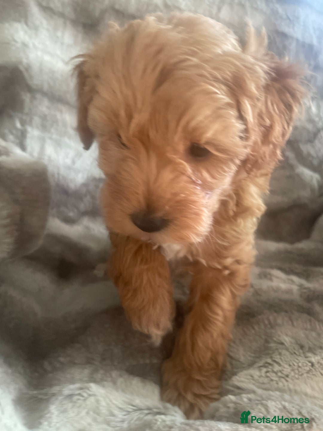 Toy Poodle dogs for sale: Toy poodle puppies  - Advert 37