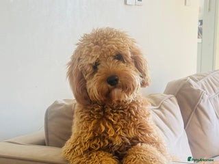 Cavapoo dogs - Advert 2