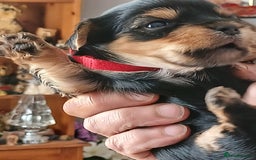 Yorkshire Terrier dogs for sale: Yorkshire Terrier Puppies 3 Boys 1 Girl - Image 10