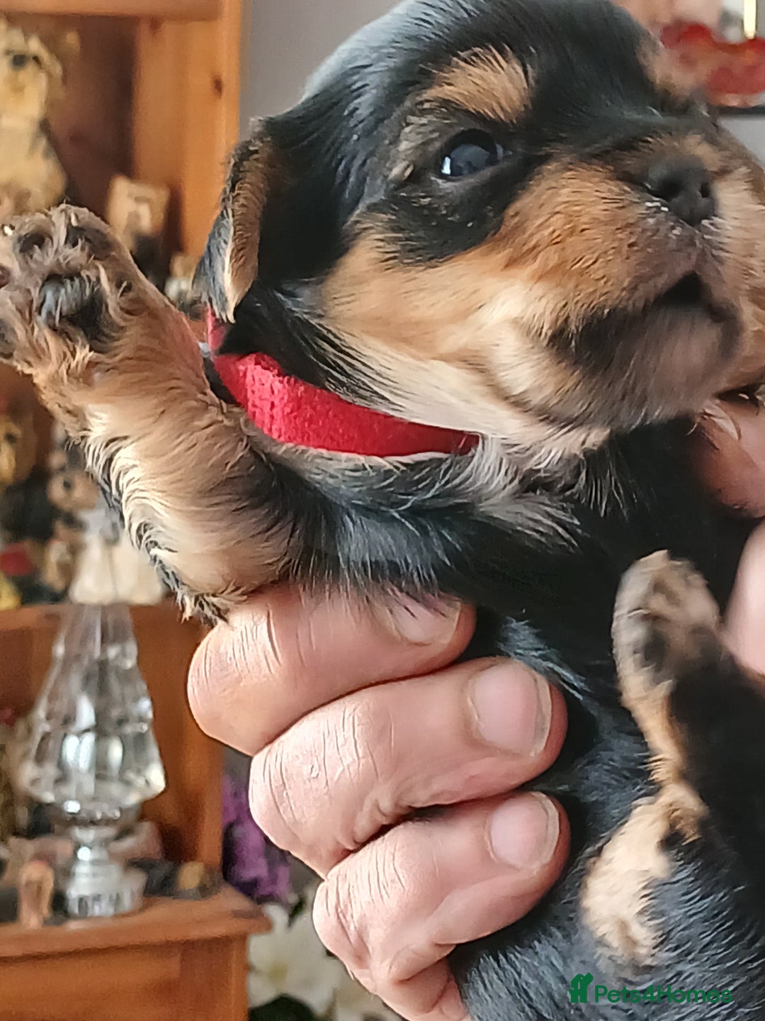 Yorkshire Terrier dogs for sale: Yorkshire Terrier Puppies 3 Boys 1 Girl - Image 10