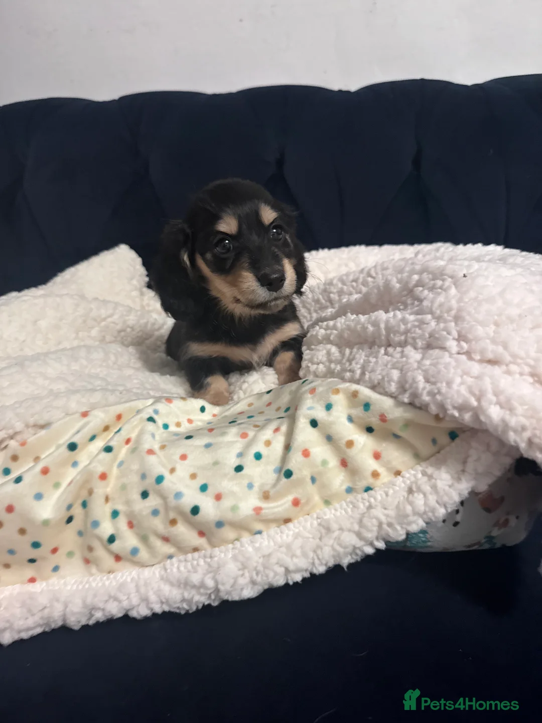 Miniature Dachshund dogs for sale: KC MINIATURE LONG HAIR PUPPYS, CREAM/BLACK & CREAM - Advert 1