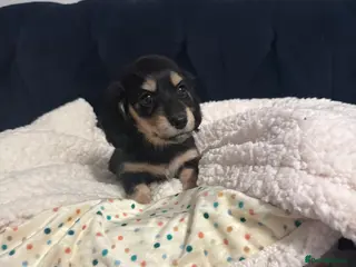 Miniature Dachshund dogs KC MINIATURE LONG HAIR PUPPYS, CREAM/BLACK & CREAM - Advert 18