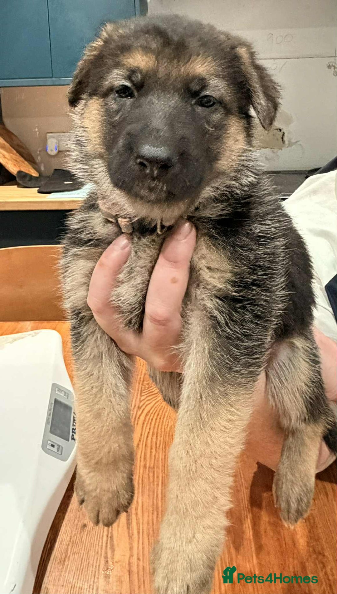 German Shepherd dogs for sale: KC Reg German Shepard's - Advert 22