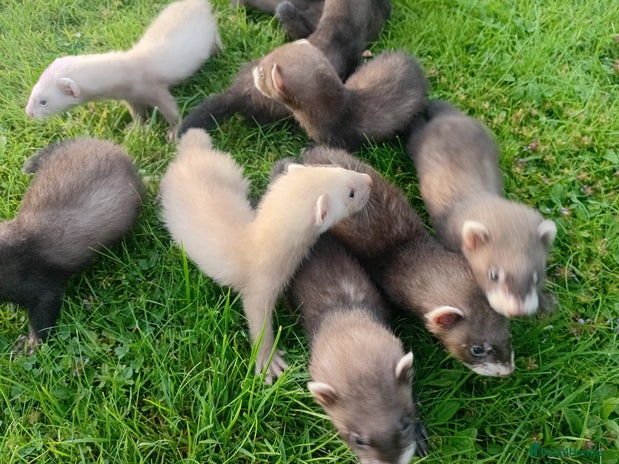 Ferret rodents - Advert 3