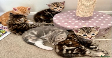 Mixed Breed cats - Advert 7