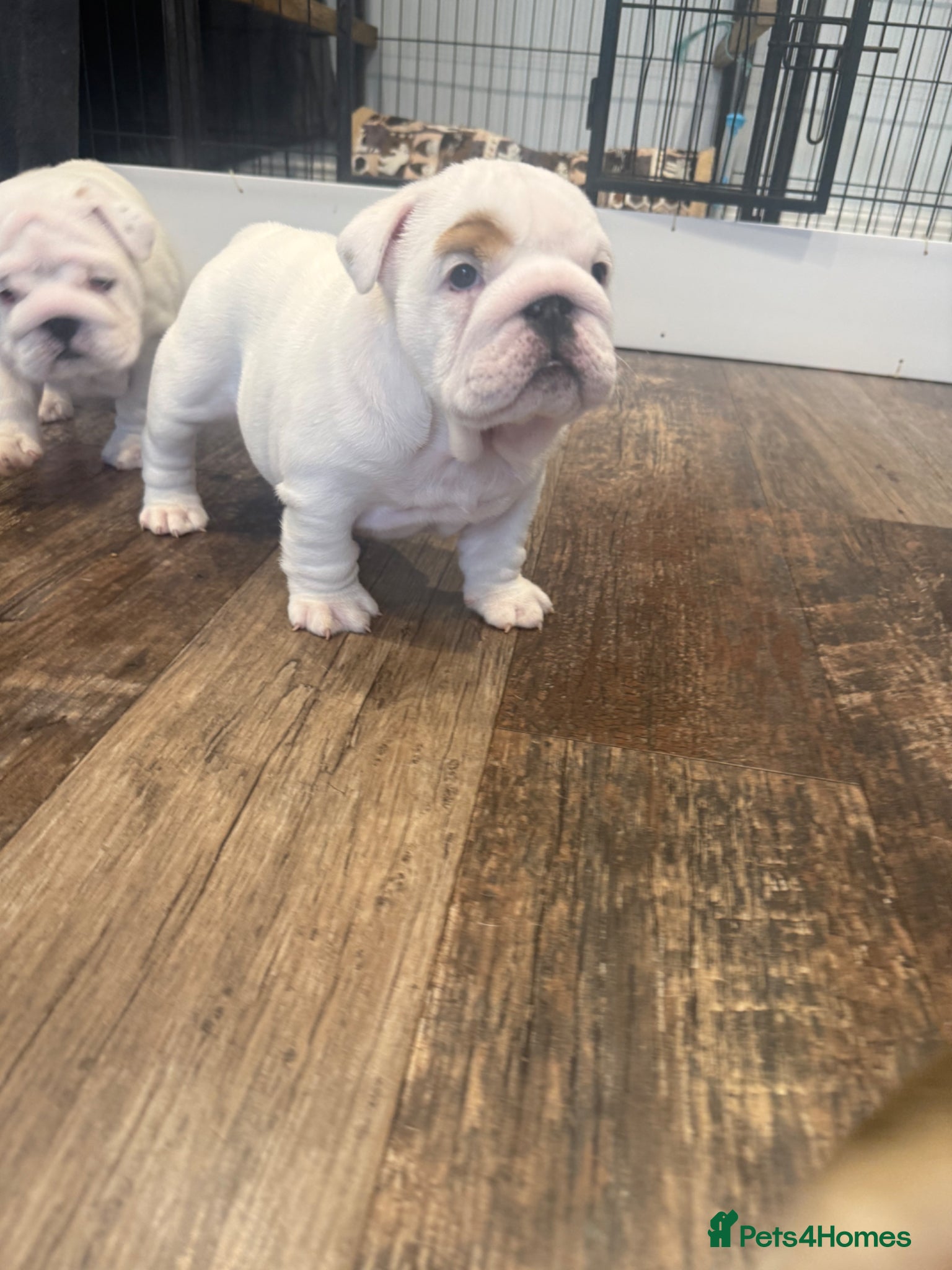 English Bulldog dogs CH X CH bred Puppies  - Advert 2