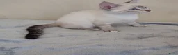 Mixed Breed cats for sale:  1 girl left lynx point - BLUE eyed ragdoll mix - Advert 28