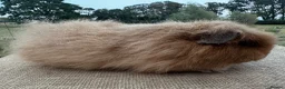 Guinea Pig rodents for sale: Swiss Sow (other breeds available)  - Advert 1