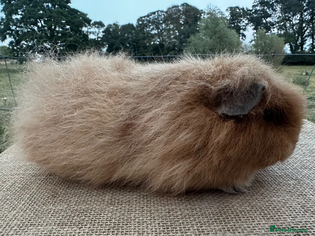Guinea Pig rodents for sale: Swiss Sow (other breeds available)  - Advert 1