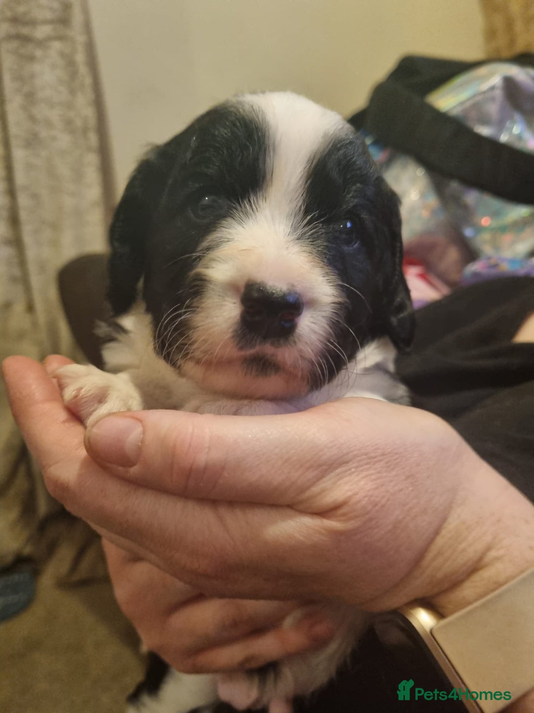 Mixed Breed dogs for sale:  Bearder collie x springer spaniel male puppy - Image 3