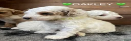 Australian Labradoodle dogs for sale: AUSSIE DOODLE - Health Tested - Advert 24
