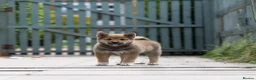 Japanese Shiba Inu dogs for sale: READY NOW Exclusive Japanese Shibas Puppies  🇯🇵 - Advert 11