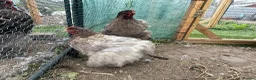 Chickens poultry for sale: Rare Breed Exhibition Blue LF Cochin pair or trio - Advert 3