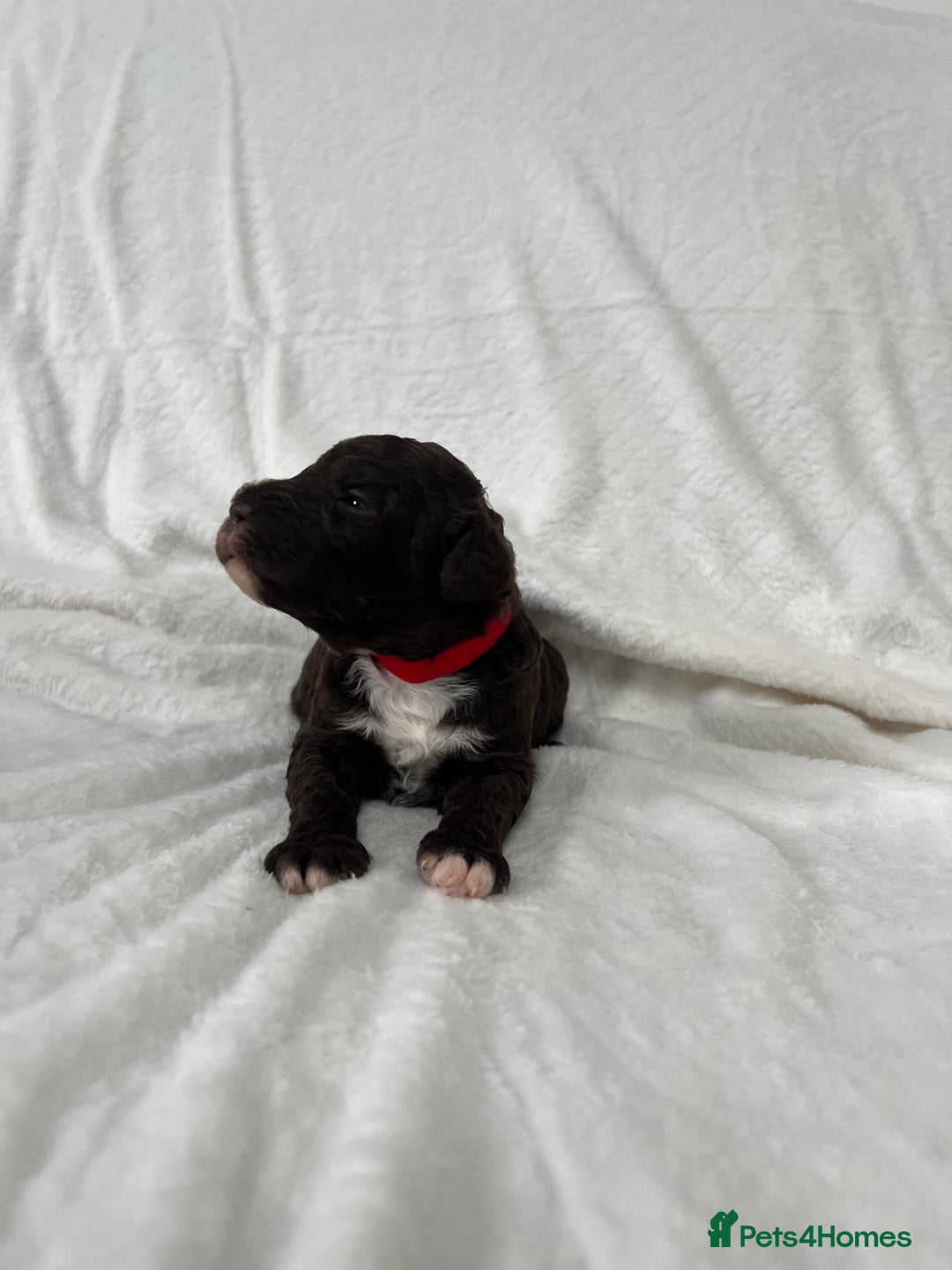 Goldendoodle dogs for sale: Beautiful litter of Goldendoodles  - Image 25