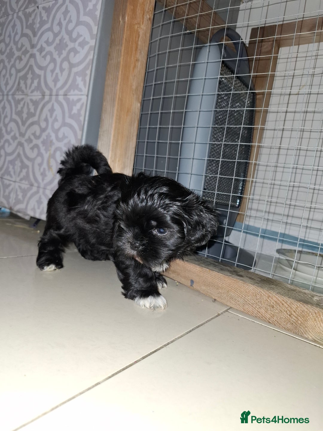Shih Tzu dogs for sale: Shih tzu pups - Advert 2