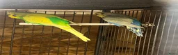 Budgerigars birds for sale: 12 Healthy Budgies for Sale – 7 Males & 5 Females - Advert 5