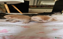 Mixed Breed cats for sale: Abyssinian x Bengal  - Image 11