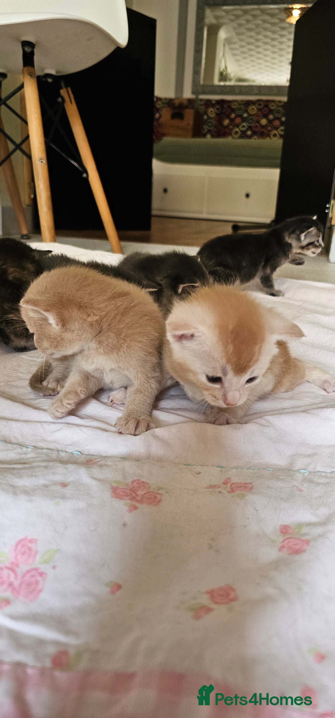 Mixed Breed cats for sale: Abyssinian x Bengal  - Image 11