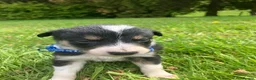 Border Collie dogs for sale:  10 Beautiful tri colour border collie puppies in Exeter - Advert 13