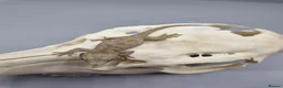 Gecko reptiles for sale: Orange blotch gargoyle gecko  - Advert 8