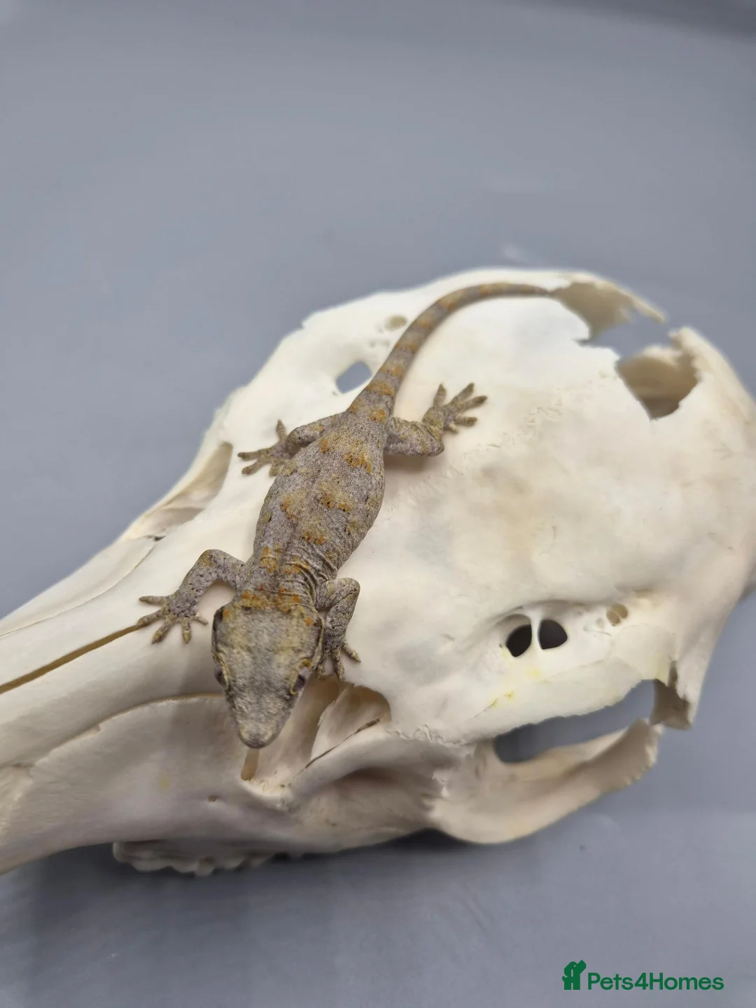 Gecko reptiles for sale: Orange blotch gargoyle gecko  - Advert 8