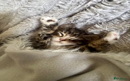 Norwegian Forest Cat cats for sale: Beautiful fluffy kittens - Image 23