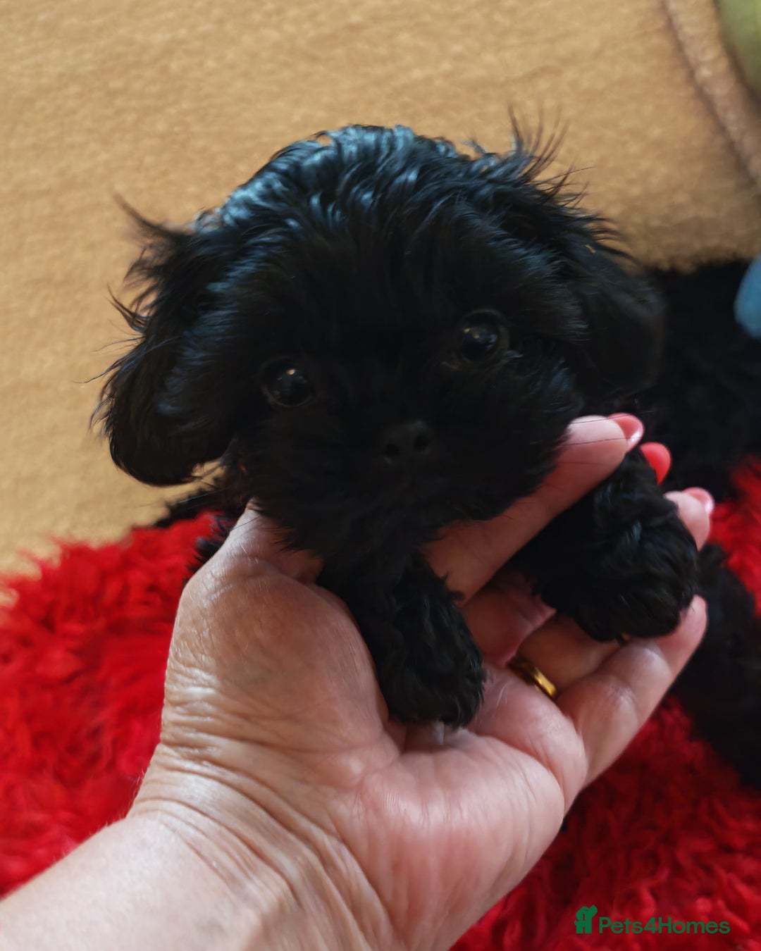 Shihpoo dogs for sale: imperial shihtzu xshipoo - Image 3