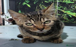 Bengal cats for sale: CUTE SNOW & BROWN BENGAL KITTENS (TICA REG) - Image 2