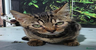 Bengal cats - Advert 3