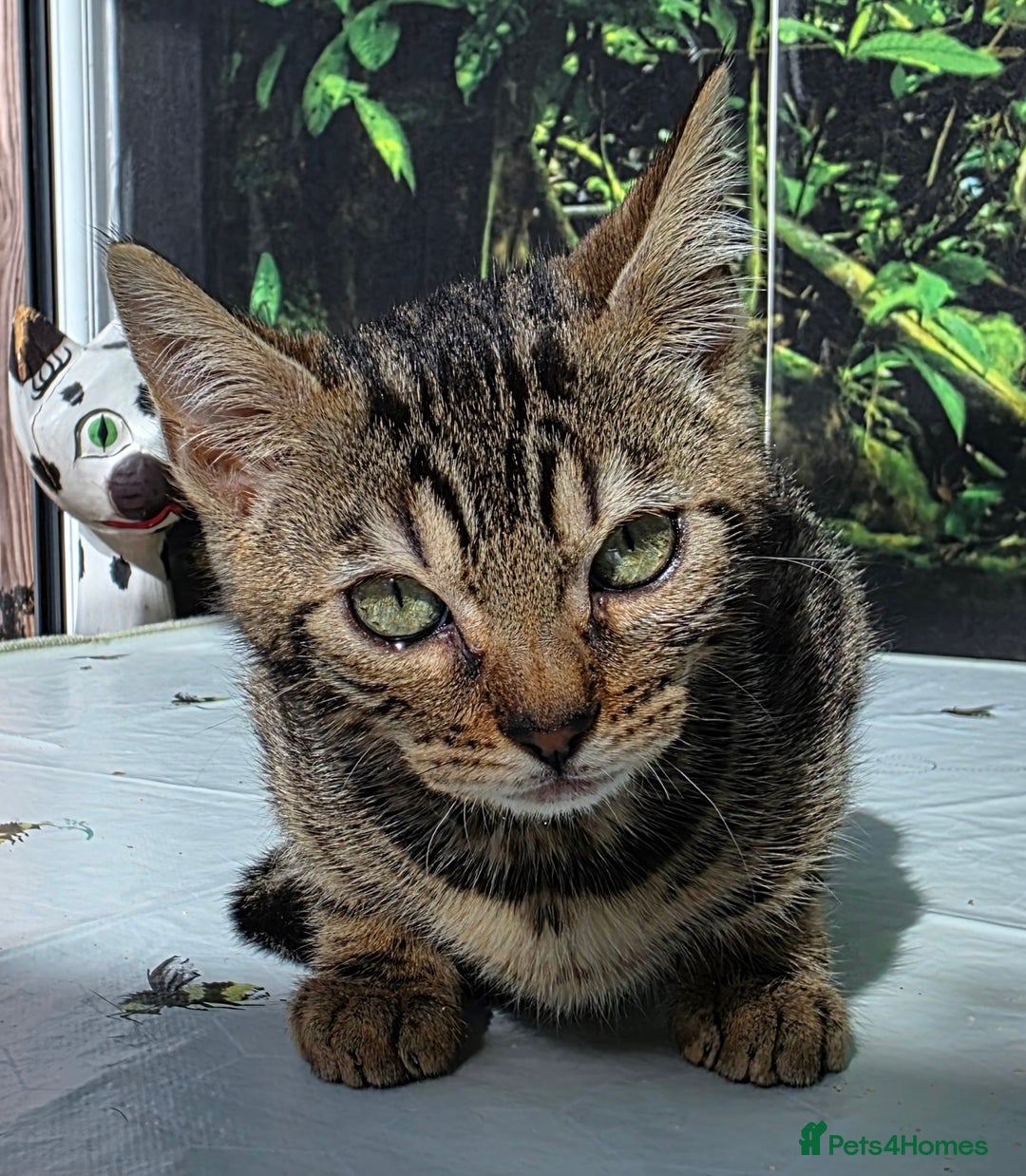 Bengal cats for sale: CUTE SNOW & BROWN BENGAL KITTENS (TICA REG) - Image 2