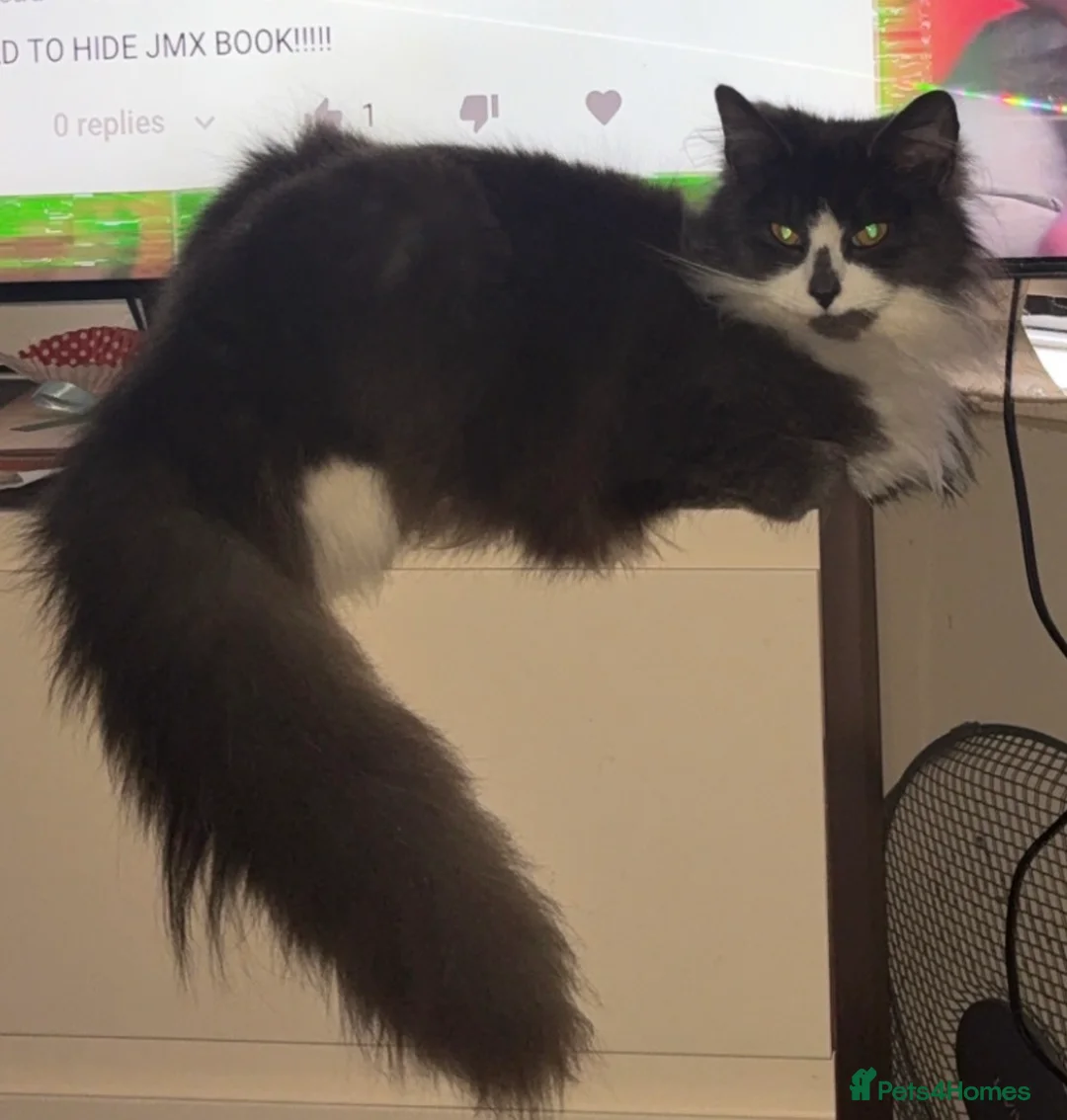 Mixed Breed cats for sale: Cats for sale  in Preston - Advert 2