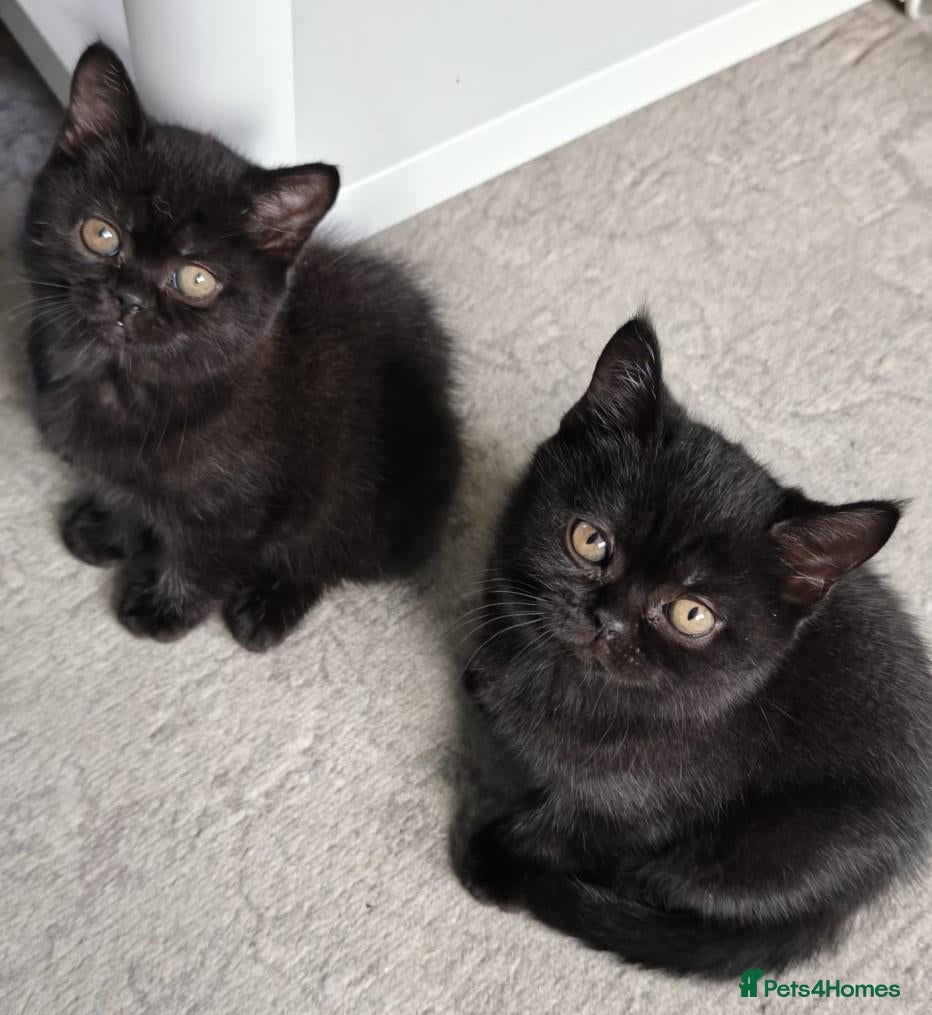 British Shorthair cats **Last 3 Black BSH Kittens – Ready Now** - Advert 2