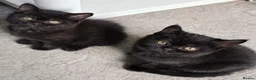 British Shorthair cats for sale: Beautiful Black BSH Kittens £995 GCCF ready 18/9 - Advert 9