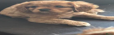 Cavalier King Charles Spaniel 1