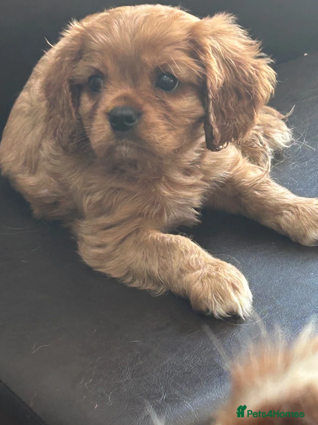 Cavalier King Charles Spaniel dogs for sale: Tricolour and ruby boys  - Advert 5
