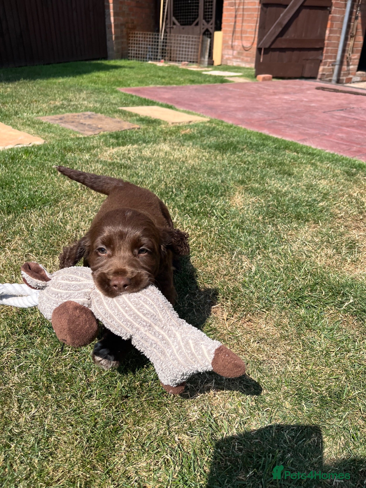 Sprocker dogs Stunning F1 sprocker puppies 1 boy left  - Advert 1