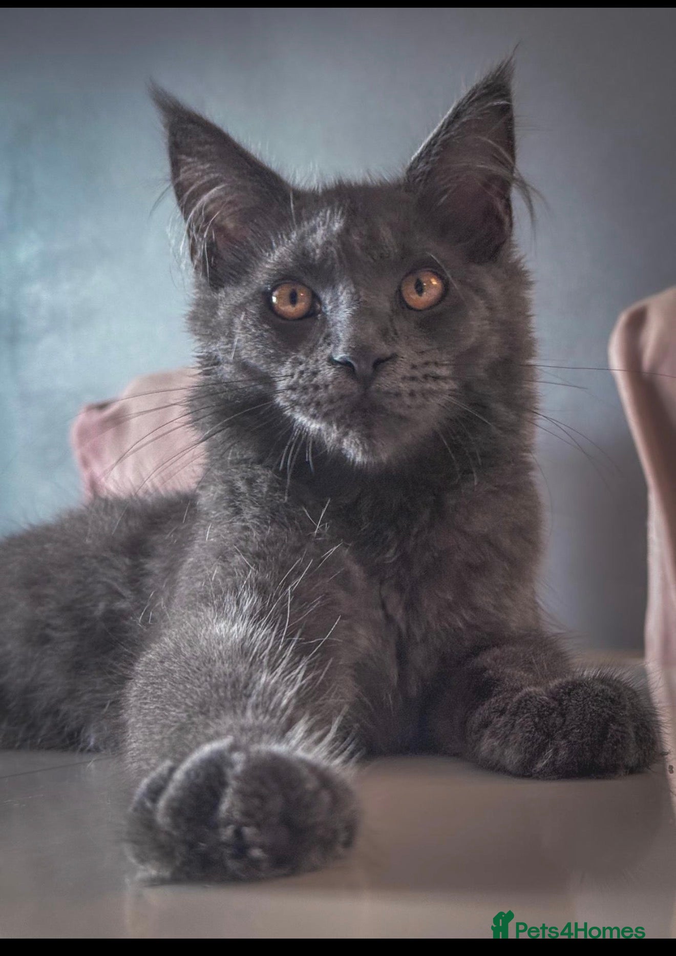 Maine Coon cats Gorgeous full breed Mainecoon kittens ready July  - Advert 1