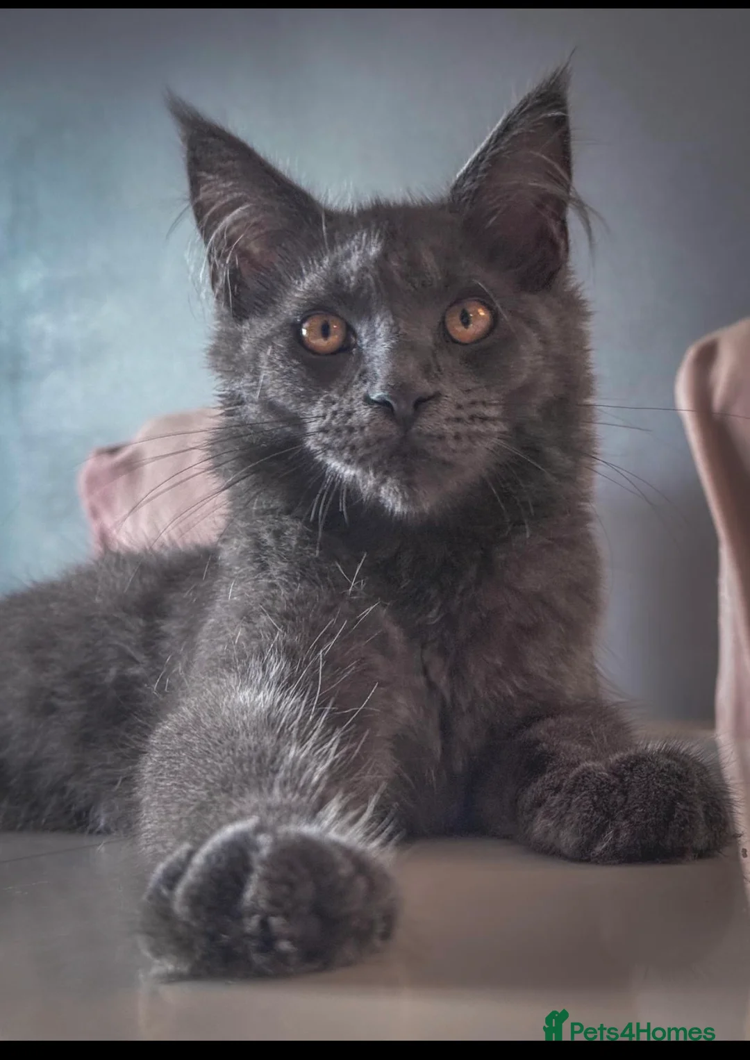 Maine Coon cats for sale: Gorgeous full breed Mainecoon kittens ready July  - Advert 2