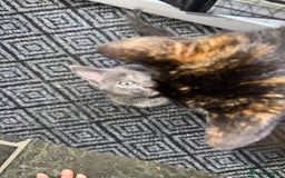 British Shorthair cats for sale: ONE female black Kitten ready to leave today!  - Image 6