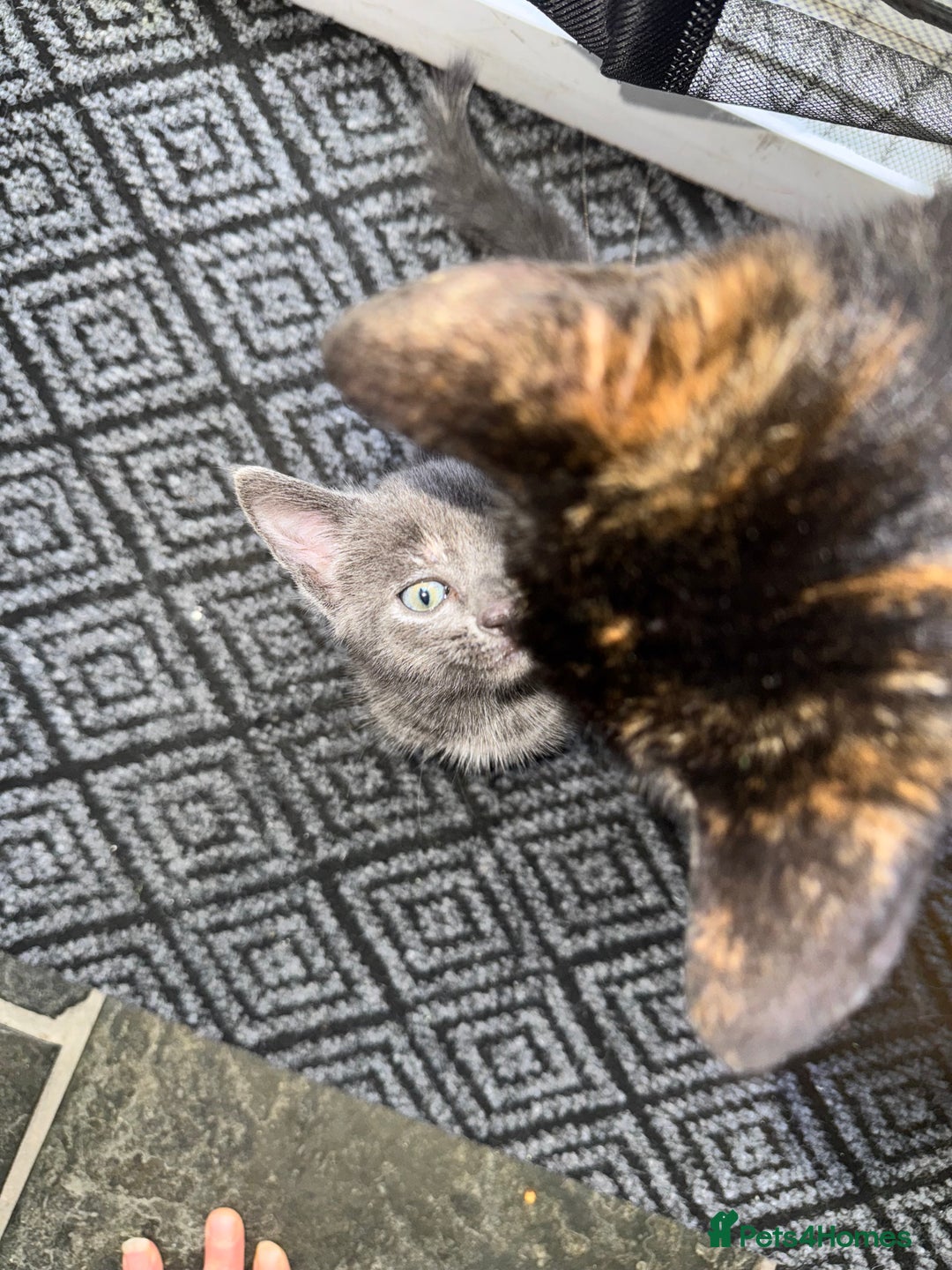 British Shorthair cats for sale: ONE female black Kitten ready to leave today!  - Image 6