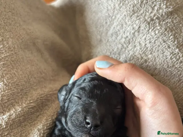 Cockapoo dogs for sale: Cockapoo Puppies Lovely Family Temperament - Advert 2