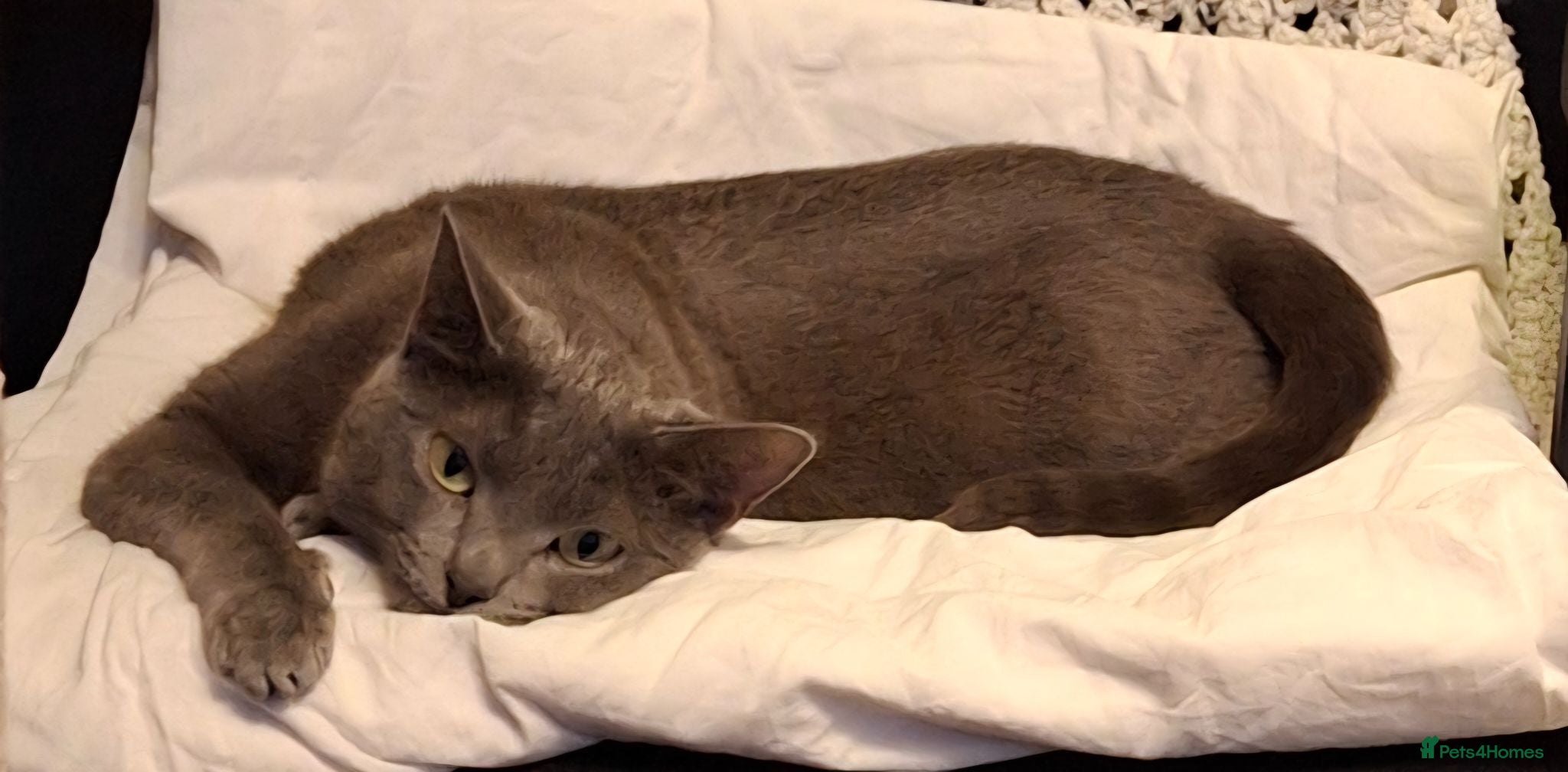 Russian Blue cats Meddoe - Advert 2
