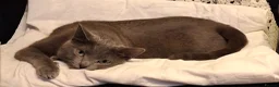 Russian Blue cats for sale: Meddoe - Advert 1