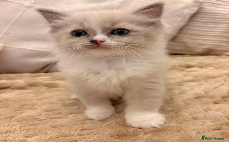 Ragdoll cats - Advert 16