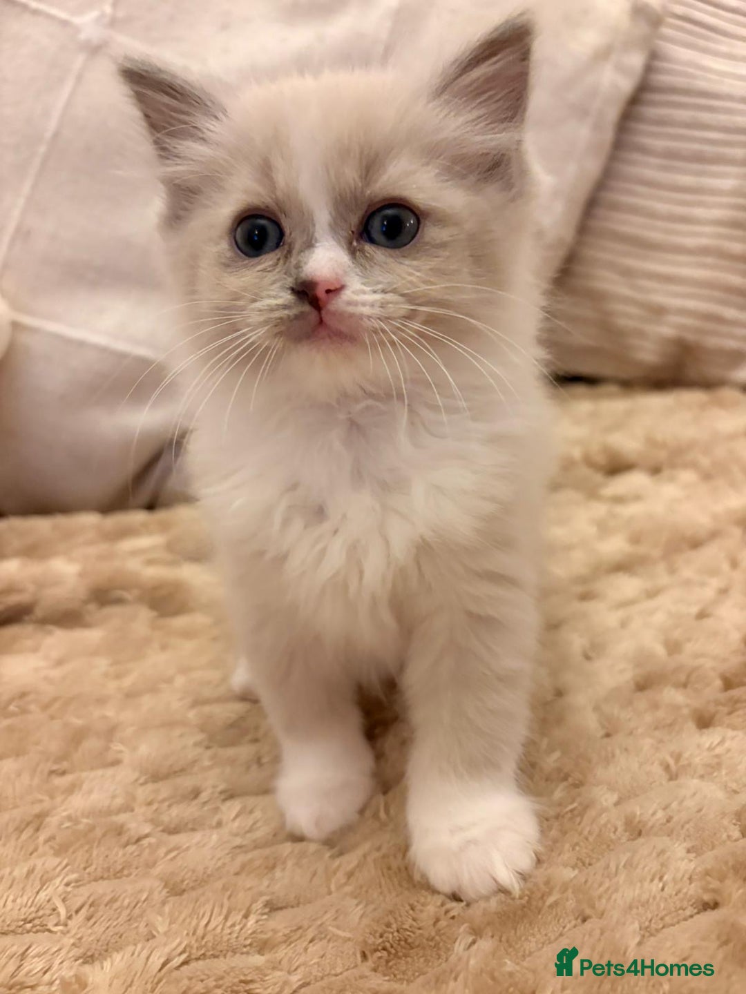 Ragdoll cats for sale: Cherubim Ragdoll Kittens TICA Mink Lynx - Image 4